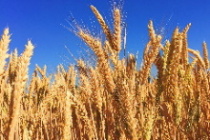 Accordo sul grano. Cutelli (Wfp): “Sospensione mette a rischio sicurezza alimentare per 345 milioni di persone che soffrono la fame”