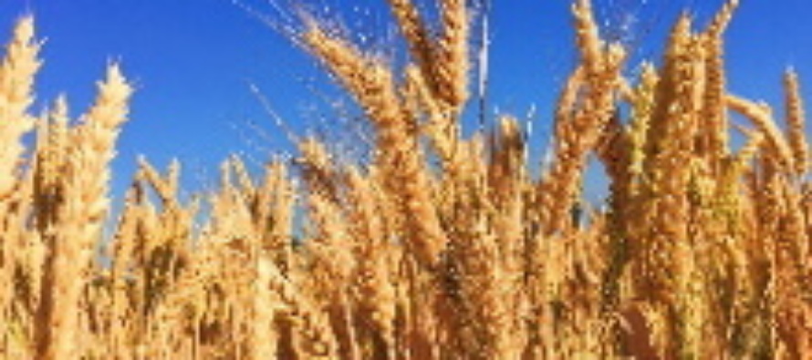 Accordo sul grano. Cutelli (Wfp): “Sospensione mette a rischio sicurezza alimentare per 345 milioni di persone che soffrono la fame”